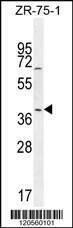 Anti-JUNB (Center) Antibody