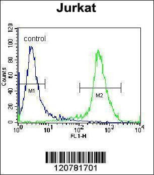Anti-PTPRC (N-term) Antibody