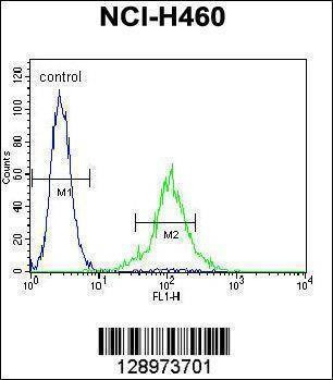 Anti-TMEM100 (C-term) Antibody