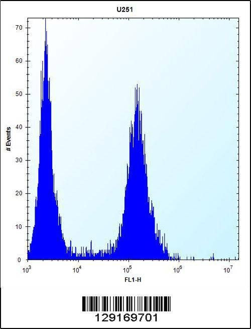 Anti-ID1 (Center) Antibody