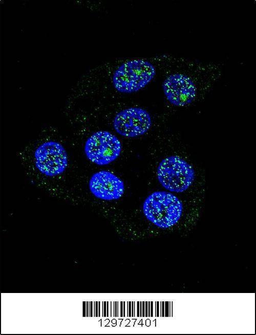 Anti-CCDC36 (C-term) Antibody