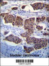 Anti-PALM3 (C-term) Antibody