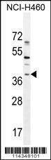 Anti-SOX1 (N-term) Antibody