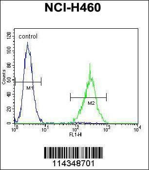 Anti-SOX1 (N-term) Antibody