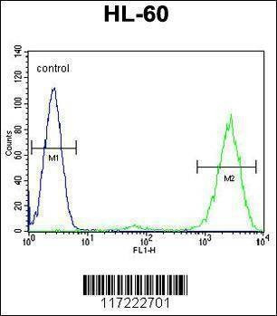 Anti-PTMA (N-term) Antibody