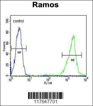 Anti-HMMR (C-term) Antibody