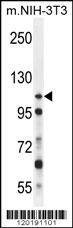 Anti-Mouse NUP107 (Center) Antibody