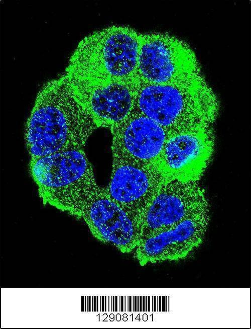 Anti-WDR27 (N-term) Antibody