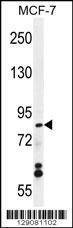 Anti-WDR27 (N-term) Antibody