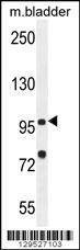 Anti-NOD1 (C-term) Antibody