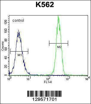 Anti-FBRSL1 (C-term) Antibody