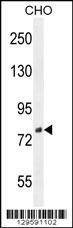 Anti-DEF (N-term) Antibody