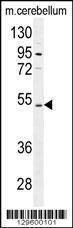 Anti-Mouse CNGA4 (N-term) Antibody