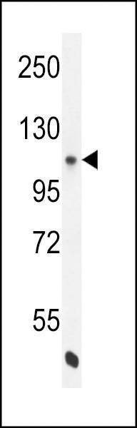 Anti-eNos (S1177) Antibody