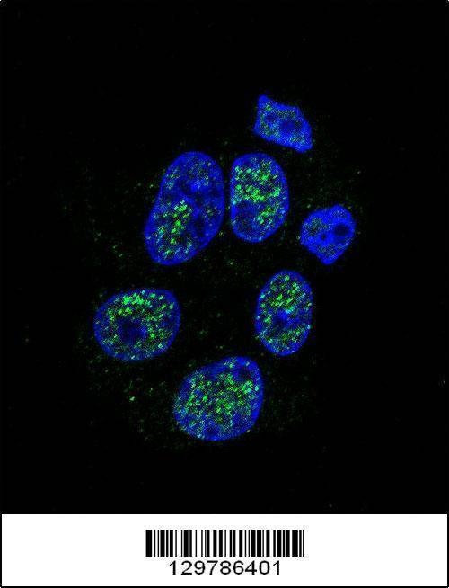 Anti-eNos (S1177) Antibody