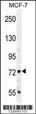 Anti-CTGE4 (N-term) Antibody