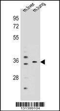 Anti-Mouse KCNRG (C-term) Antibody