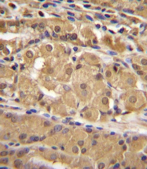 Anti-IRF9 (N-term) Antibody