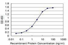 Anti-BOLL Antibody