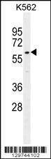 Anti-WDR42C (N-term) Antibody