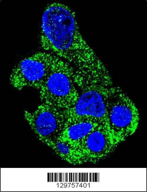 Anti-SH2D4B (C-term) Antibody