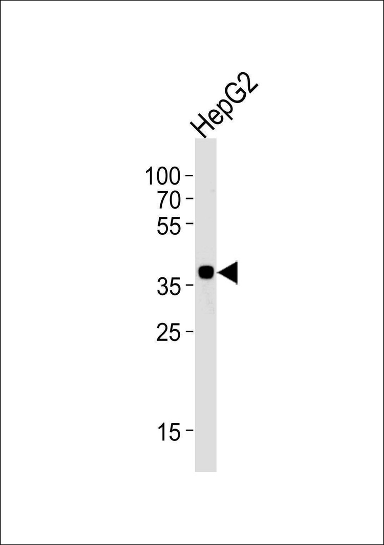 Anti-OR2M7 (C-term) Antibody