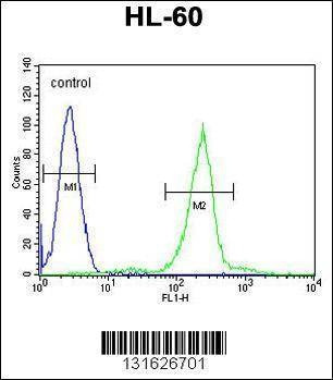 Anti-C1QC (Center) Antibody