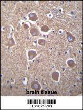 Anti-TUBB2B (N-term) Antibody