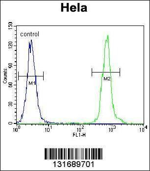 Anti-ZNF384 (C-term) Antibody