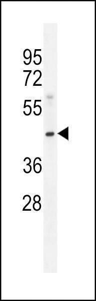 Anti-MOGT3 (C-term) Antibody