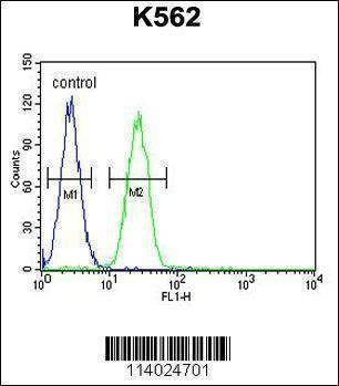 Anti-TBX6 (C-term) Antibody