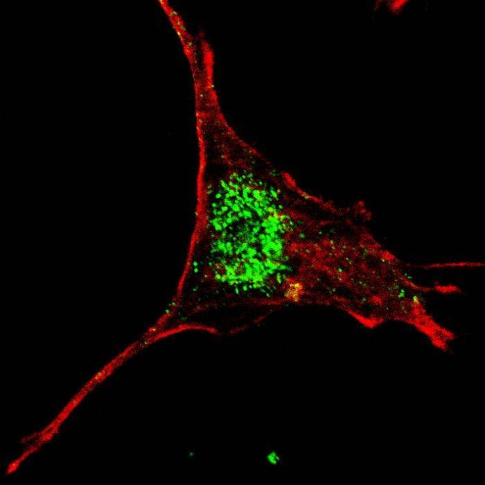 Anti-KLF4 (C-term) Antibody