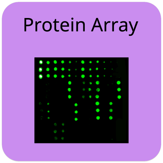 LAG-3 Epitope Mapping Peptide Array