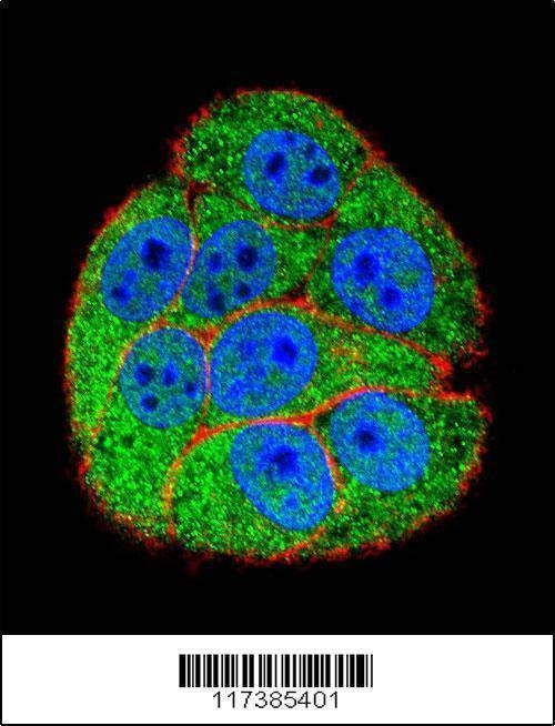 Anti-XRCC5 (Center K439) Antibody