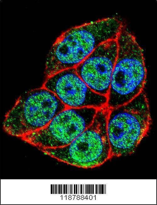 Anti-TRADD (Center) Antibody