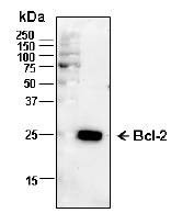 Anti-bcl-2 Antibody, Biotinylated