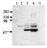 Anti-Visfatin Antibody, Biotinylated