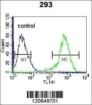 Anti-CDK8 (Center) Antibody