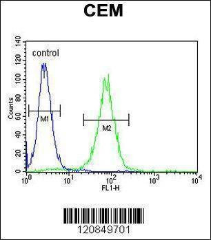 Anti-PSMAL (C-term) Antibody
