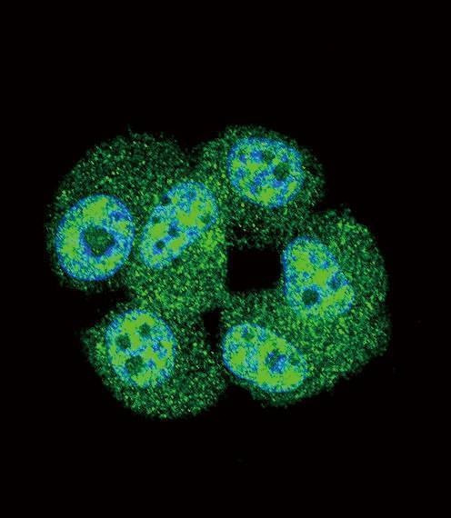 Anti-AKT1 (C-term T450) Antibody