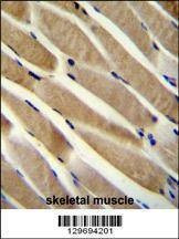 Anti-TRIM7 (N-term) Antibody