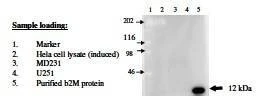 Anti-B2M Antibody, Biotinylated