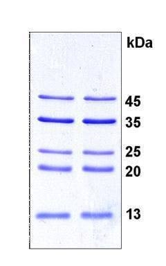 LMW Protein Standard (unstained)
