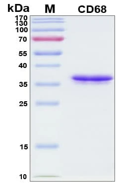 Recombinant Human CD68 Protein