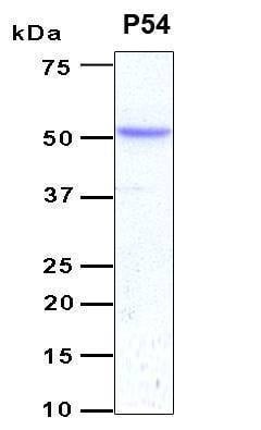 Recombinant Human ETS1 (P54) Protein