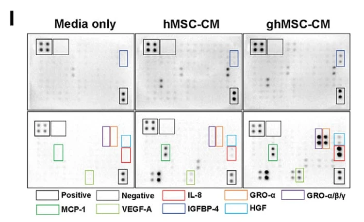 RayBiotech’s Human Cytokine Array C1000 was used to compare secreted proteins from ghMSCs and hMSCs, revealing higher levels of IL-8, GRO chemokines, MCP-1, VEGF, IGFBP-4, and HGF in ghMSCs. Figure adapted from Lee et al., Molecular Therapy, 2025.