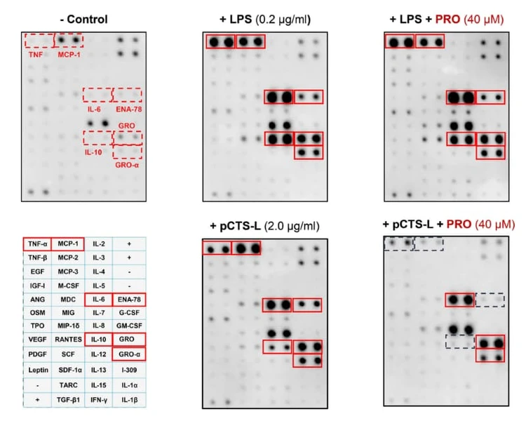RayBiotech’s Human Cytokine Antibody C3 Array was used to show that progesterone selectively suppressed pCTS-L–induced secretion of TNF, IL-10, ENA-78, and MCP-1 in primary human PBMCs. Figure adapted from Qiang et al., Frontiers in Immunology, 2024.