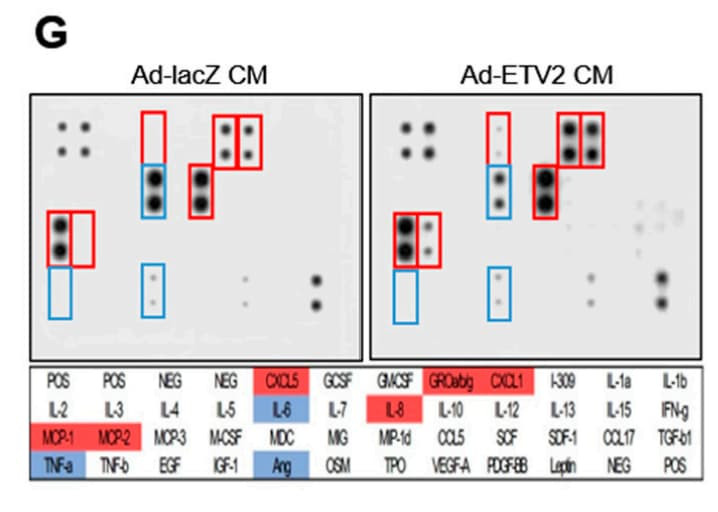 RayBiotech’s Human Chemokine Antibody Array C1 was used to show that ETV2 overexpression upregulated CXCL5 secretion in HUVECs. Figure adapted from Sun et al., International Journal of Molecular Sciences, 2023.