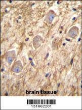 Anti-PCDHGA8 (C-term) Antibody