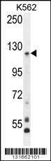 Anti-PCDHGA8 (C-term) Antibody